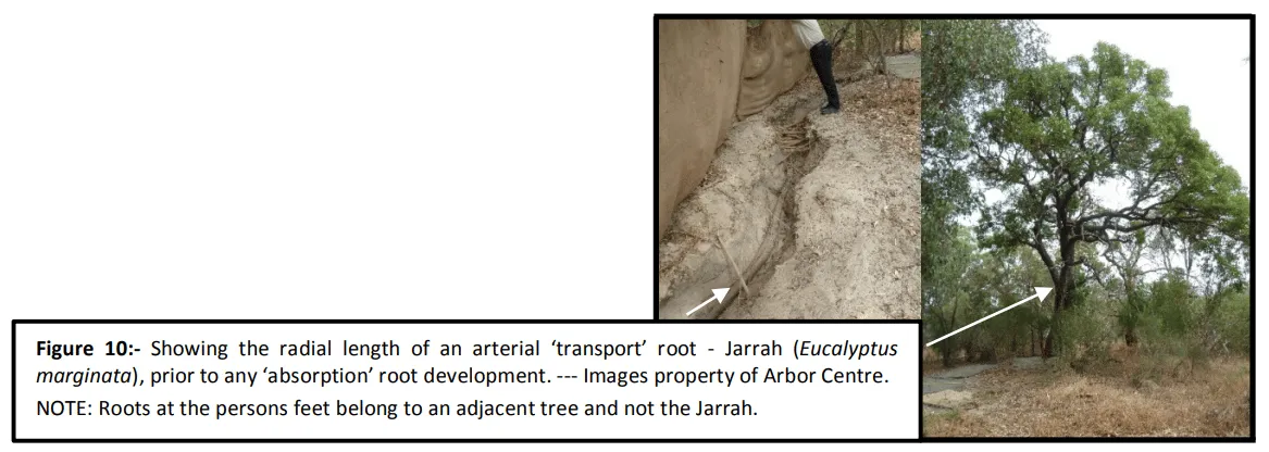 Jarrah Tree Practice