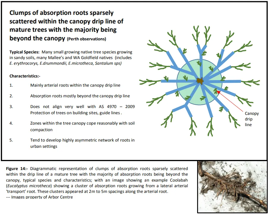 Meeting the challenge of managing tree roots & infrastructure