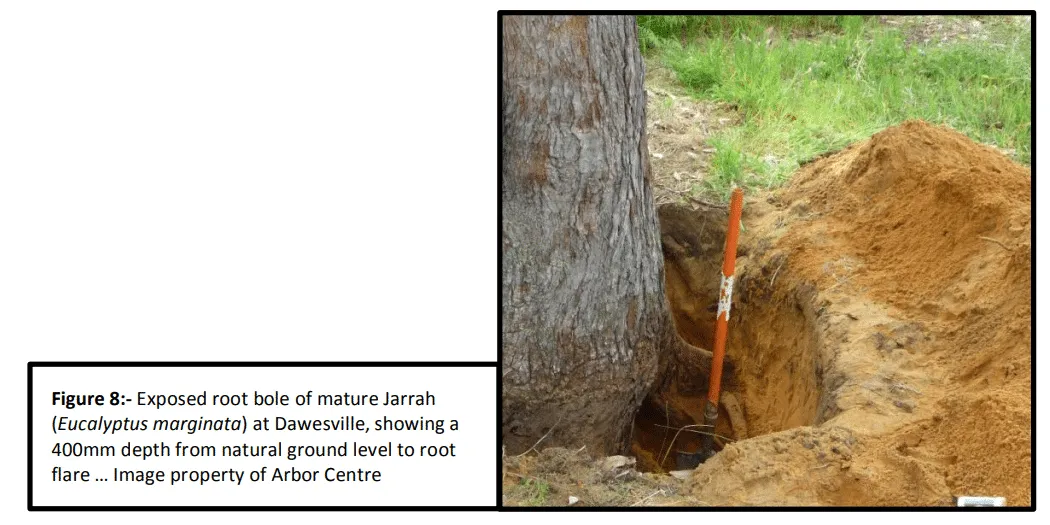 Meeting the challenge of managing tree roots & infrastructure