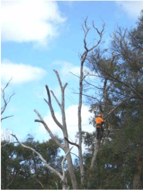 Habitat Creation : Habitat Trees - Treenet