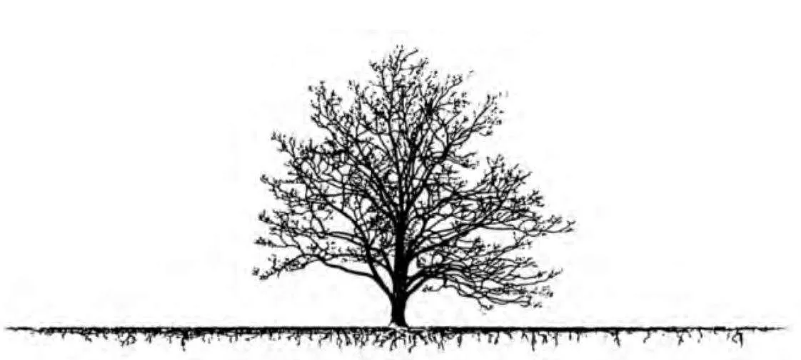 Tree Root Management - Treenet